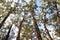 Tall Karri Trees: Walpole Wilderness