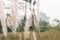 Tall lalang grass flower field, background blur. Selective focus