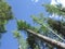 Tall larch trees, Kalispell, MT