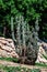 A tall large cactus grows on the street of the city. Urban improvement