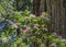 Tall Large Redwoods Trees Pink Rhododendron National Park Crescent City California