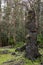 Tall Lava tree in green park, Leilani Estates, Hawaii, USA