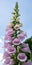 Tall Lavender-Pink Foxglove