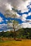 Tall leafy tree and clouds