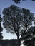 Tall leafy tree silhouette in blue sky