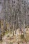 Tall lichen covered winter Silver Birch trees