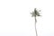 Tall, lonely and windy coconut trees that are ready to topple at any moment are highly resistant against strong winds against a