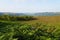 Tall lush bracken and a carpet of heather growing on a hillside in the early morning sun