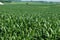 Tall Lush green corn field in summer