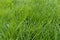 Tall lush green grass in spring