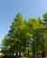 Tall lush green Pine trees