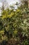 Tall Mahonia Plant Growing in English Country Garden in Winter