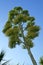 Tall majestic flower stalk of agave plant