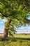 A tall majestic oak tree growing on an agricultural field or farm. Hardwood forest uncultivated on a lush green field in