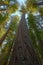 Tall majestic redwood trees giants of California