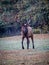 Tall male elk walks toward camera in Cataloochee