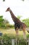 Tall Male Giraffe