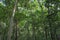 Tall mangrove trees in mangrove forest as seen in Lekki Conservation Center in Lekki, Lagos Nigeria.