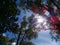 Tall mangrove trees photographed from the bottom up