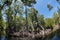 Tall Mangrove Trees and Roots