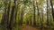 Tall Maple trees along the forest trail