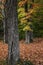 Tall Maple trees with many fallen leaves in peak autumn time