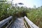 Tall marsh grass casting shadows on wooden walkway