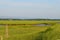 Tall Marsh Grass at Powder Point in Duxbury