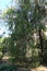 A tall, mature, weeping evergreen tree on a sunny day in Superior, Arizona, USA