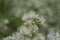 Tall meadow rue Thalictrum pubescens, close-up of the flowers