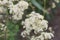 Tall meadow rue Thalictrum pubescens, white flowers