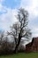 Tall mighty tree without leaves rising above red brick family house with bird sitting on branch overlooking surroundings