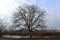 Tall mighty tree without leaves on river bank during winter