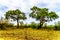 Tall Mopane Trees near Letaba Camp in Kruger National Park