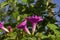 Tall morningglory trumpet-shaped purple flower