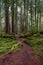 Tall moss covered trees with deep green moss on the sides of a trail winding back and forth into the distance in the Hoh Rain