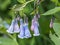 Tall Mountain Bluebell - Tall Fringed Bluebell - Streamside Blluebell