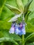 Tall Mountain Bluebell - Tall Fringed Bluebell - Streamside Blluebell