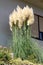 Tall narrow Pampas grass or Cortaderia selloana flowering plant growing in front of family house surrounded with other plants