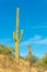 Tall native saguaro cactus in the sonora desert in Arizona with natural foliage and shrubs on side of hill