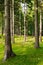 Tall Norway spruce picea abies trees in woodland. Spruces growing in evergreen coniferous forest.