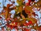 A tall oak tree in autumn