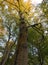 Tall old beech tree in autumn with leaves beginning to turn gold