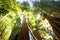 Tall old growth redwood trees in sunlight