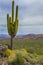 Tall old Saguaro cactus in Arizona desert
