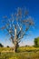 A tall, once-majestic Cottonwood tree has died of drought in rural Utah