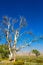 A tall, once-majestic Cottonwood tree has died of drought in rural Utah