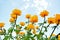 Tall orange flowers against the sky.