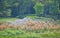 Tall orange grasses in garden