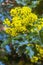 Tall Oregon grape - Mahonia aquifolium